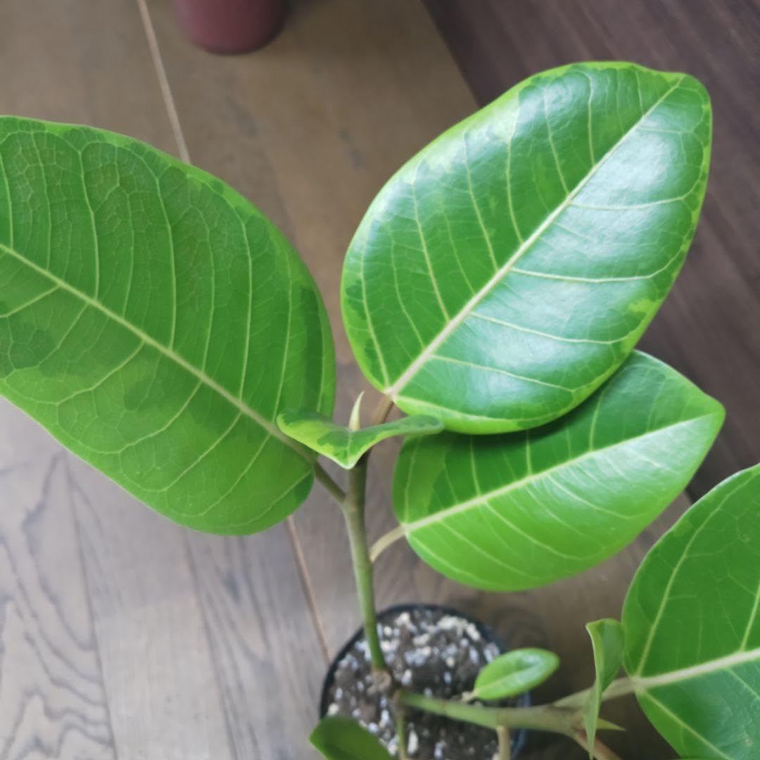 Amazon｜フィカス アルテシマ(観葉植物、斑入り)｜観葉植物 オンライン通販